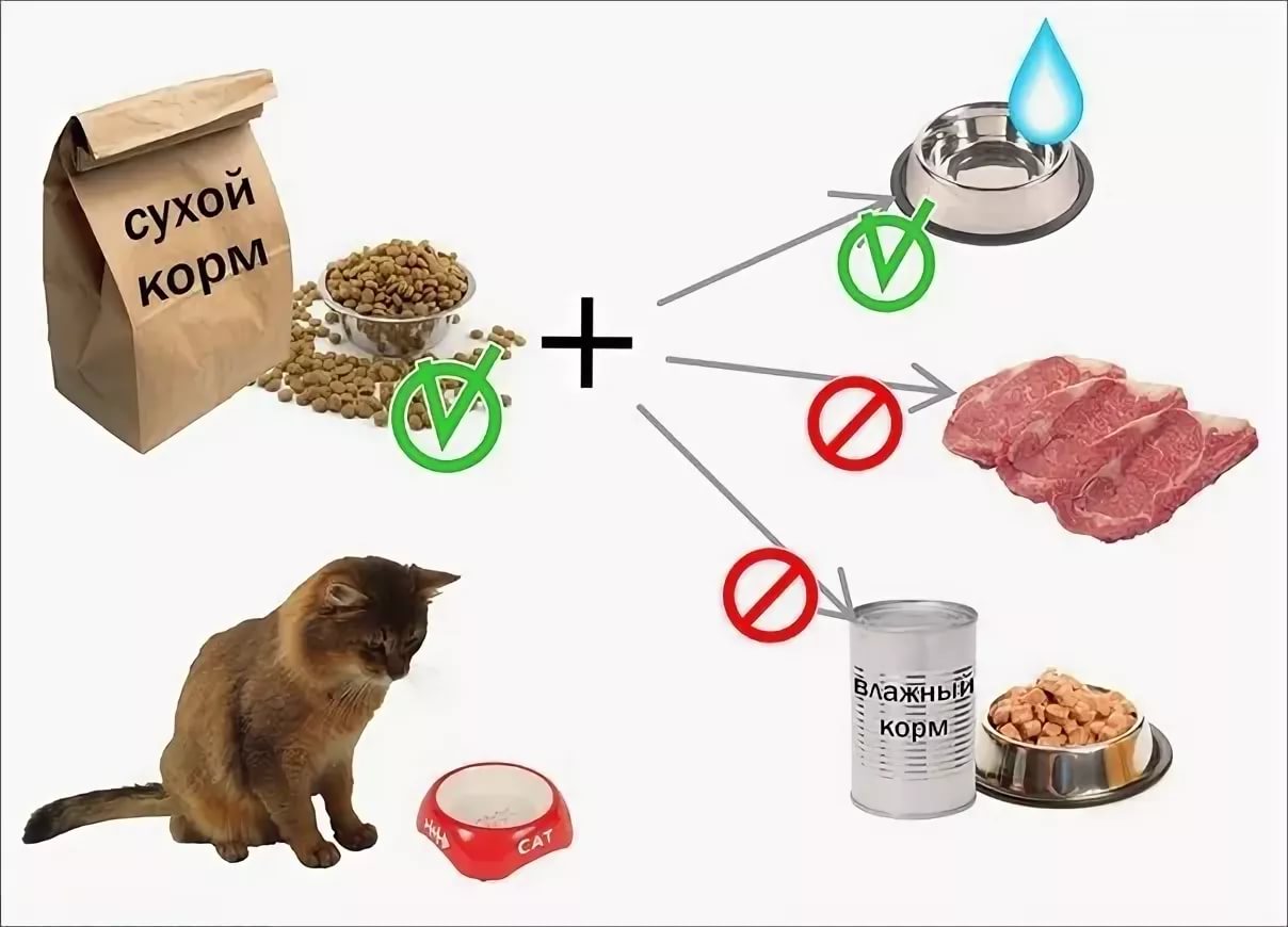 Как отучить кота от сухого корма вискаса и приучить к нормальной домашней еде