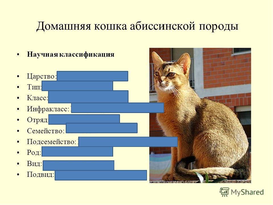 Кто такие обыкновенные домашние кошки, их подробное описание и систематика