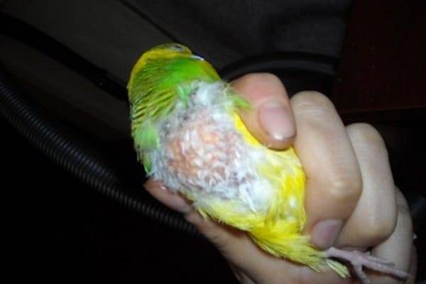 Почему у волнистых попугаев выпадают перья: что делать