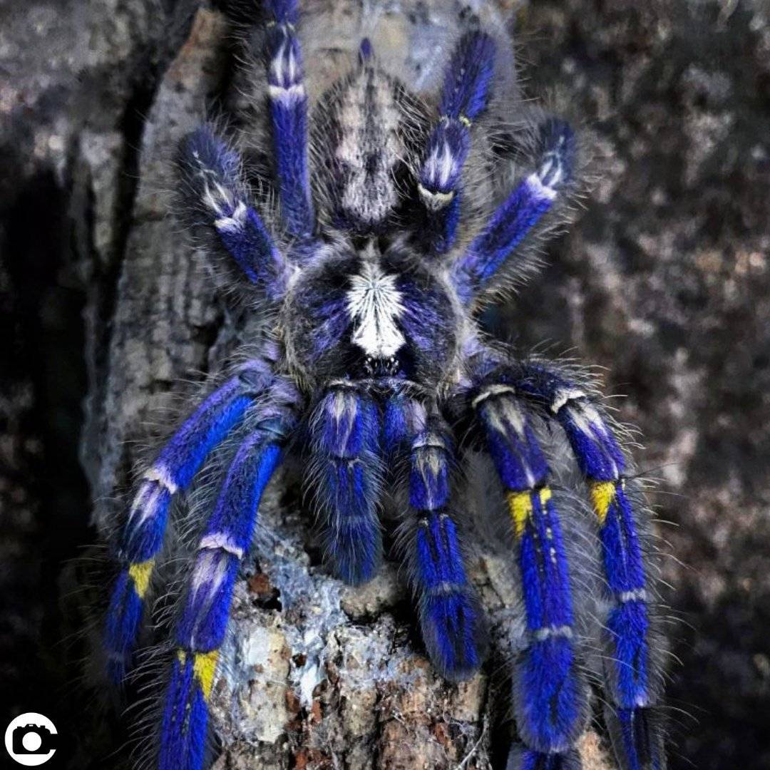 Poecilotheria metallica