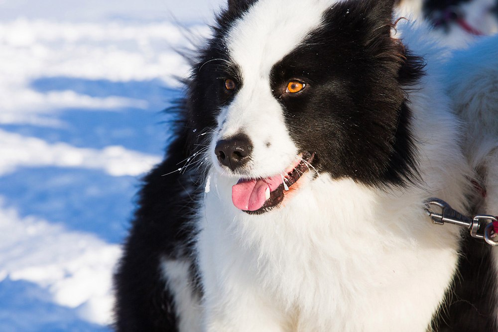 ᐉ описание породы собак якутская лайка с отзывами владельцев - zoogradspb.ru