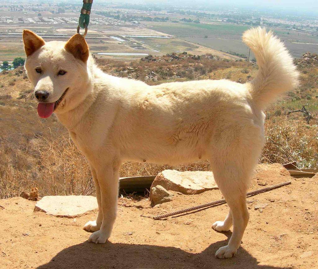 Собака хмонг или вьетнамская куцехвостая — характер, содержание и уход