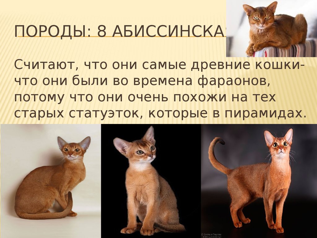 Рассмотрите фотографию кошки породы абиссинская