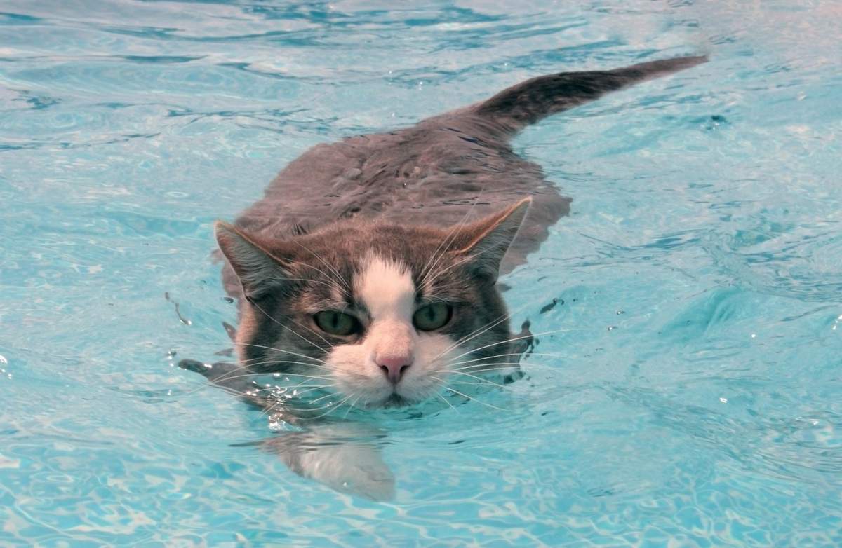Какие кошки любят купаться? | животные | школажизни.ру