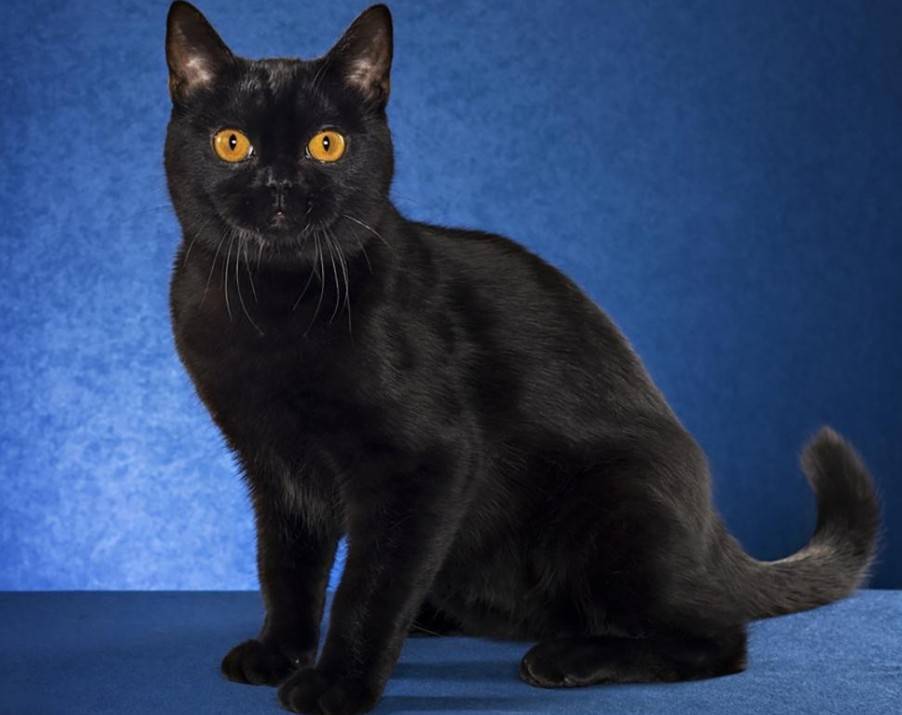 Породы серых котов с фото