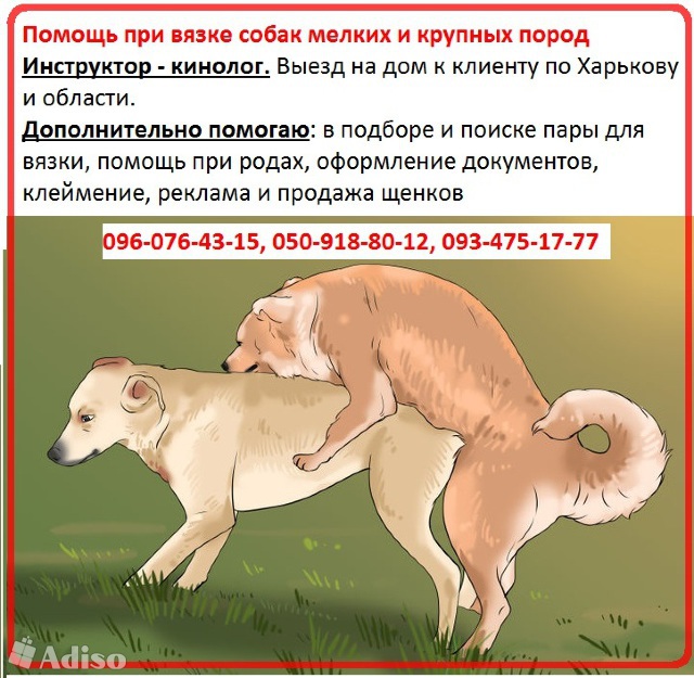 Спаривание кошек и котов: когда и как можно проводить вязку