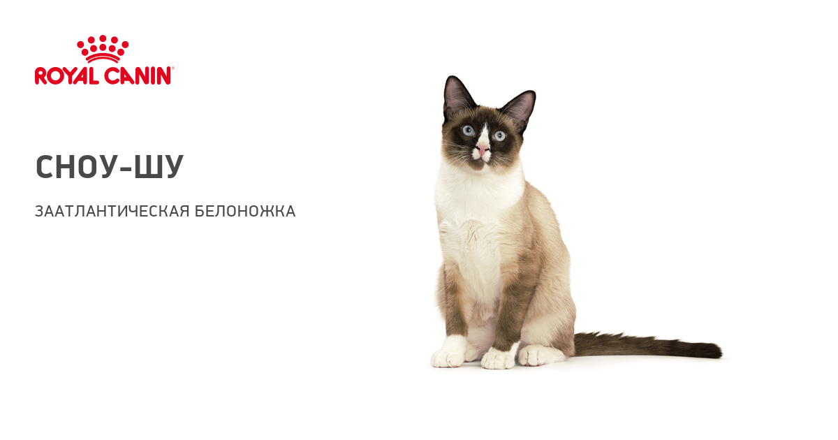 Рассмотрите фотографию кошки породы сноу шу. Сиамский Сноу-Шу. Сноу-Шу кошка. Порода кошек Сноу Шу фото. Сноу Шу и Сиамская кошка отличия.