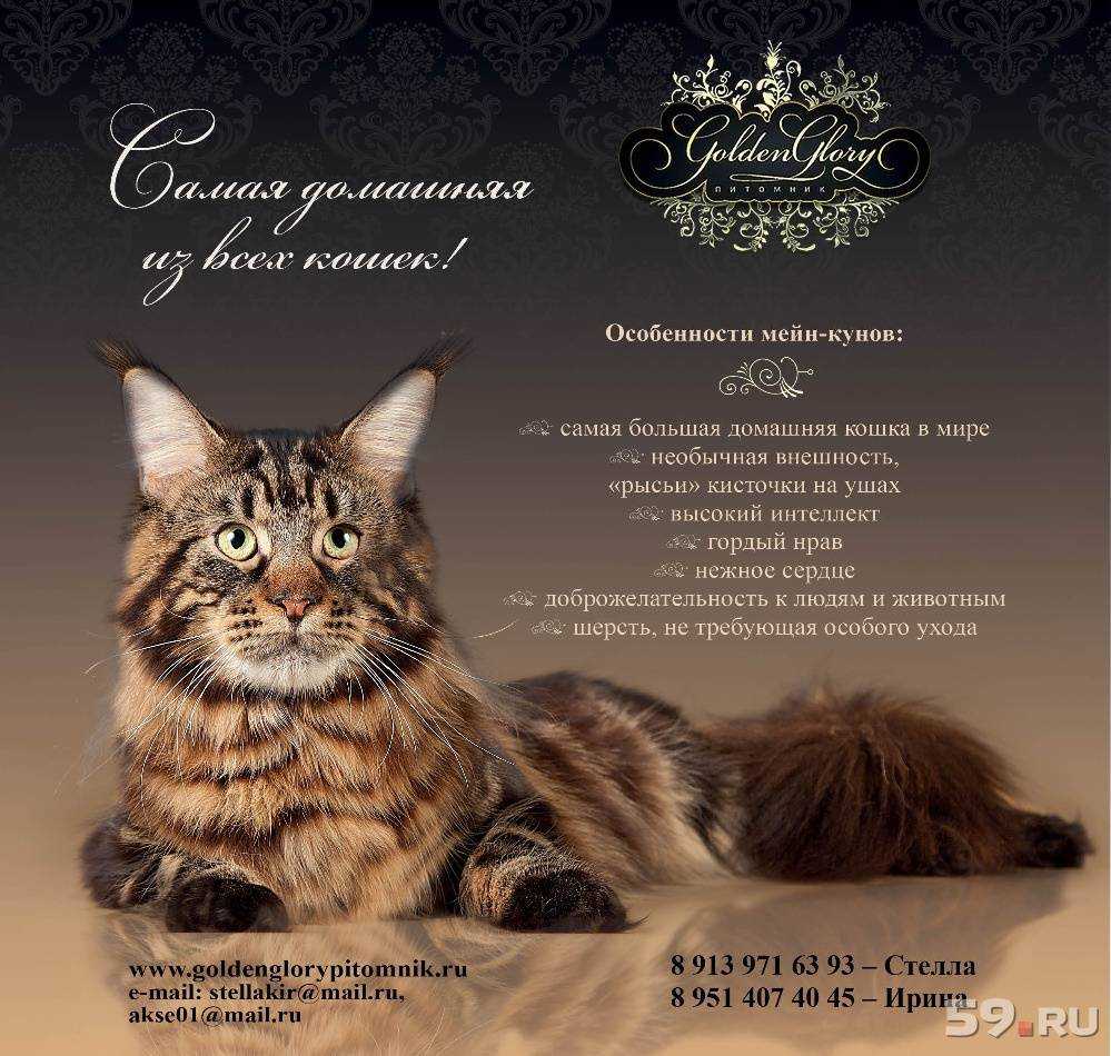 Мейн кун: характер и уход за кошками