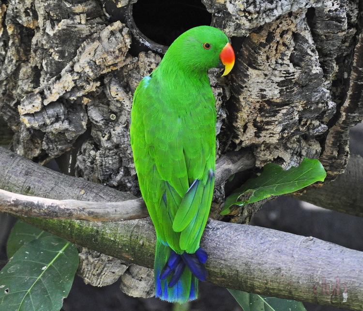 Род благородные попугаи eclectus