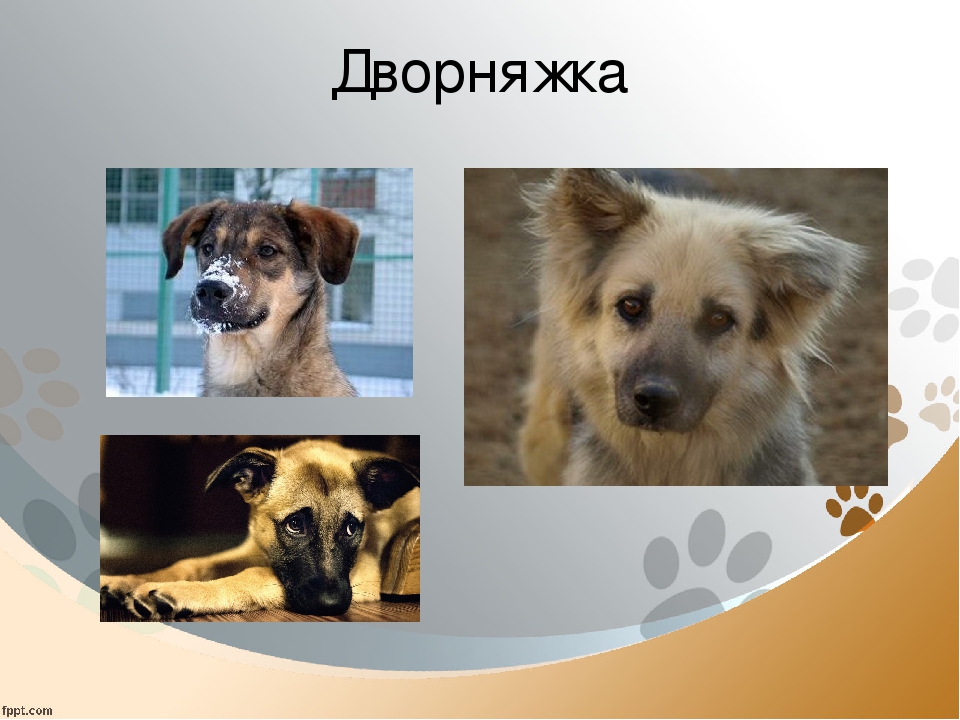Порода собак двортерьер: фото, описание породы и характер