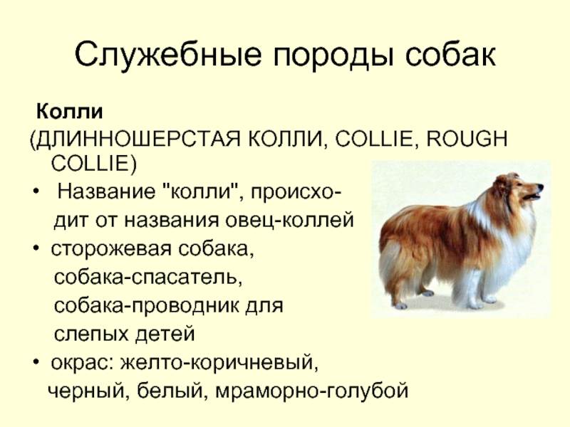 Бордер-колли – самая умная порода собак
бордер-колли – самая умная порода собак