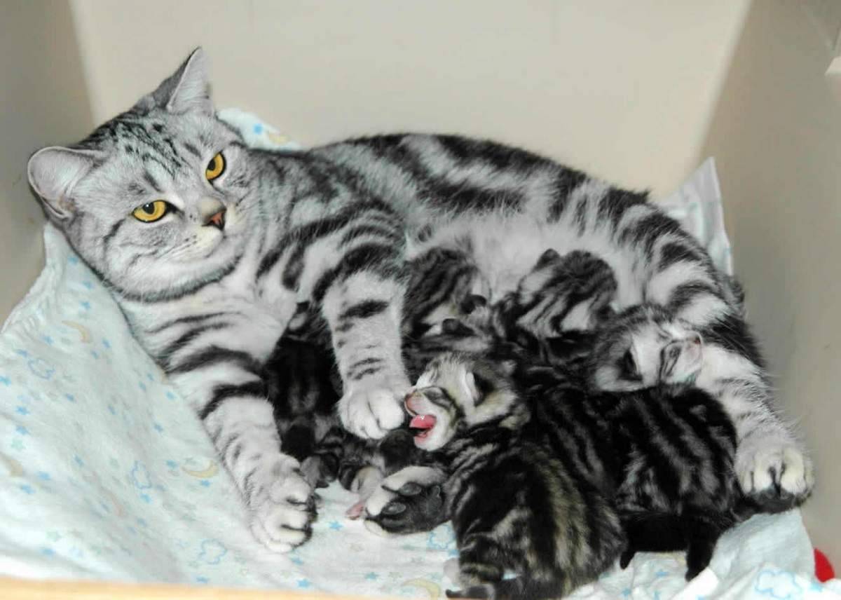 Кошки вынашивают котят. Беременные британские кошки. Период беременности у кошек.