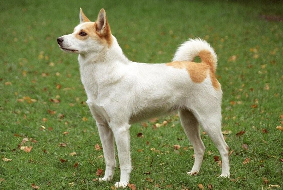 Норботтенская лайка — характеристика, описание породы, характер, фото | все о собаках
