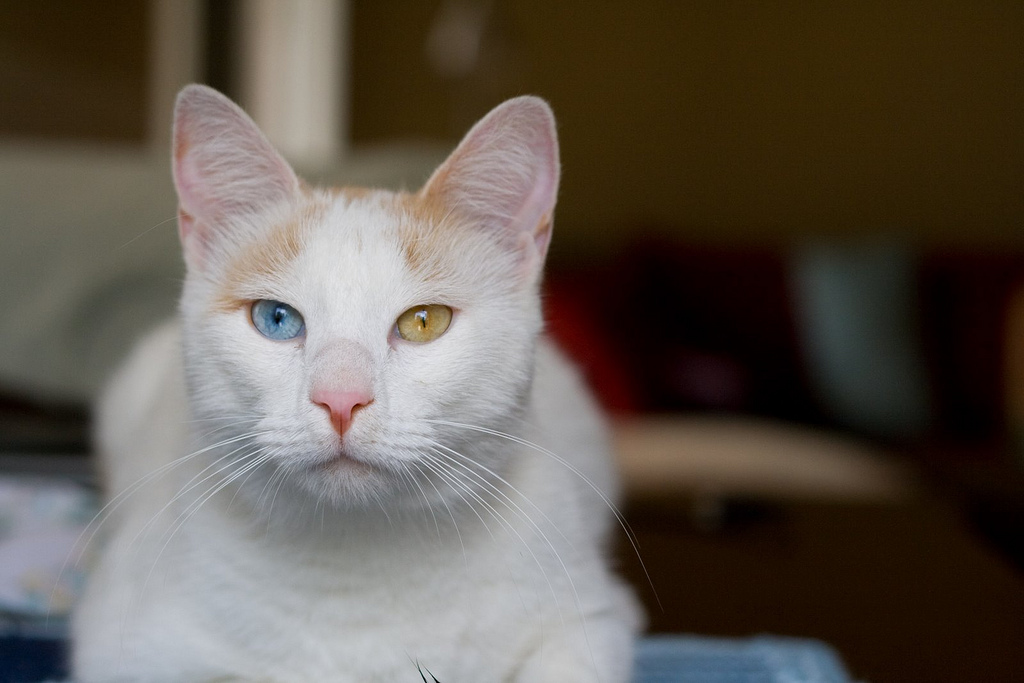 Анатолийская кошка: характеристика породы, содержание и кормление, выбор