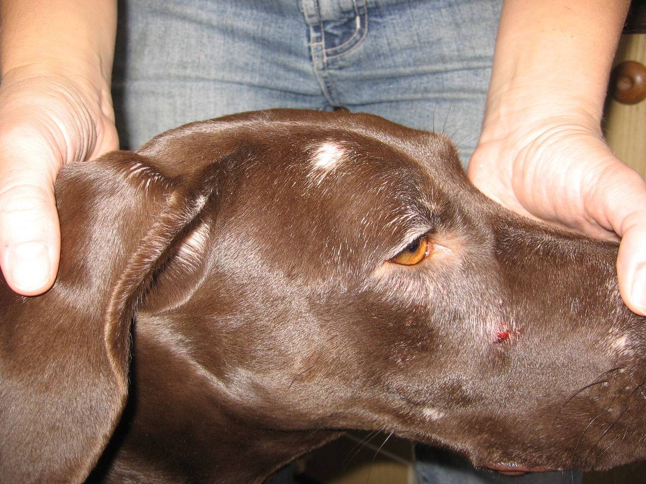 Лечение демодекоза у собак. причины появления и первые симптомы