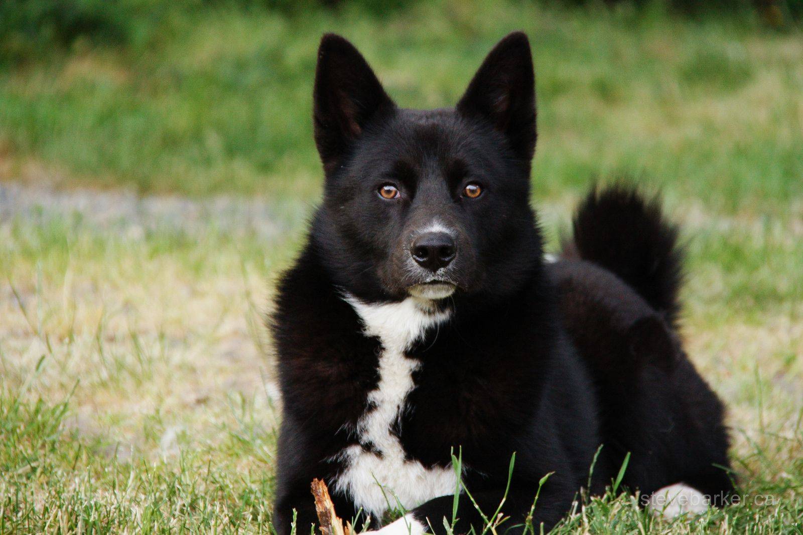 Карельская медвежья собака: фото, описание породы, особенности, характер, уход, видео