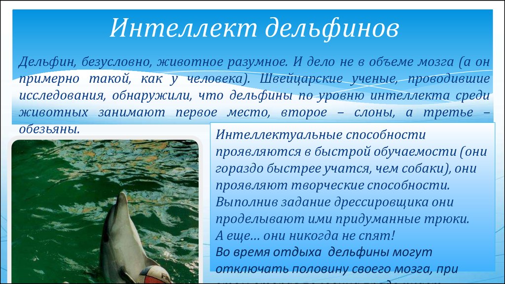 Российские ученые подобрались к разгадке языка и разума дельфинов