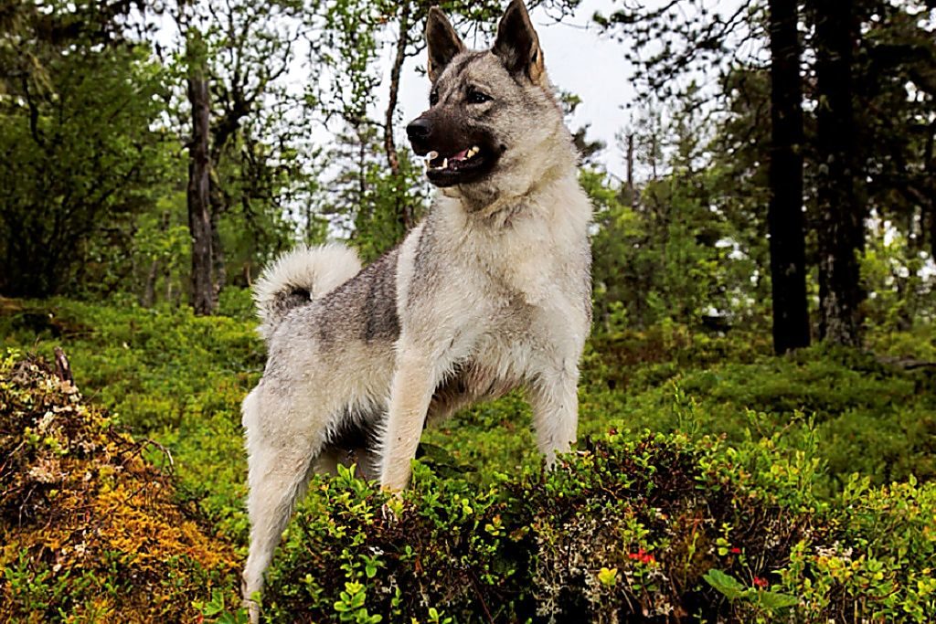 Норвежский элкхаунд (лосиная лайка) — фото, описание породы собак, особенности