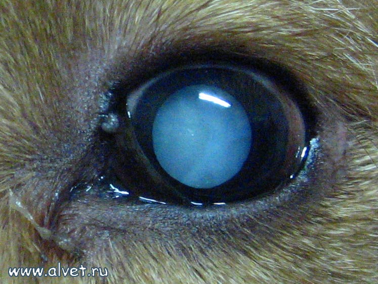 Глаукома у кошек: симптомы, диагностика и методы лечения болезни глаз