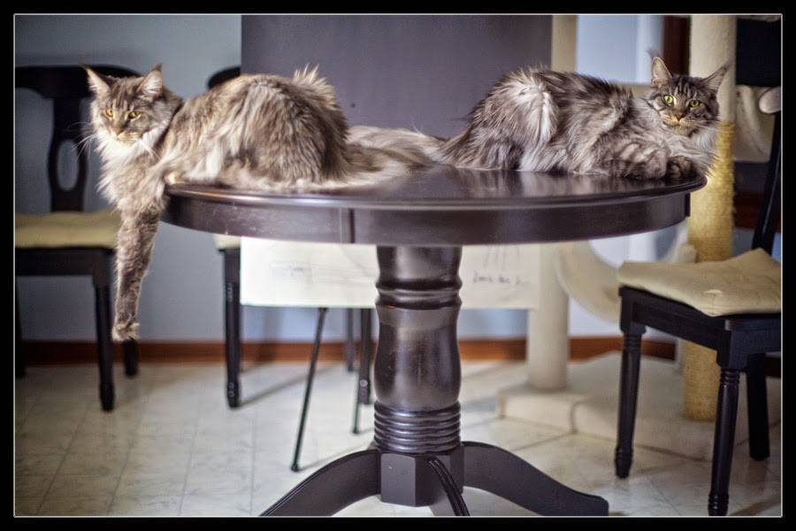 Как отучить кота лазить по столам и воровать еду?