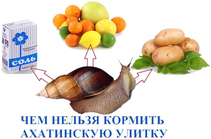 Чем кормить улиток в домашних условиях и что нельзя давать улитке