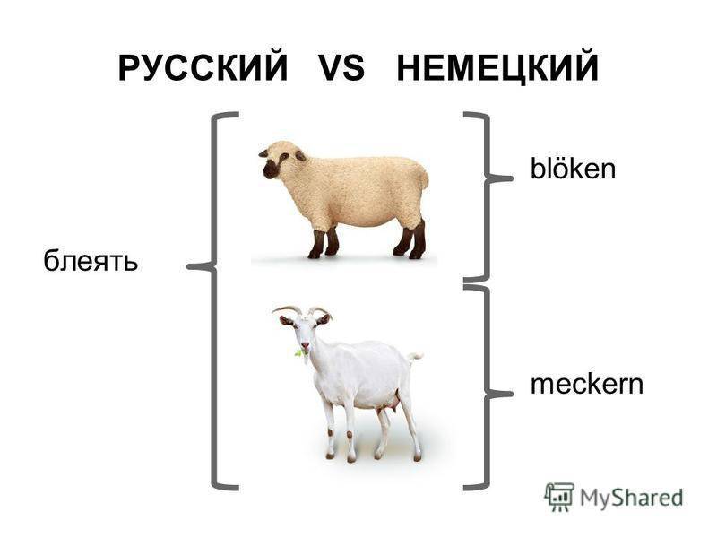 Какой звук издают кролики