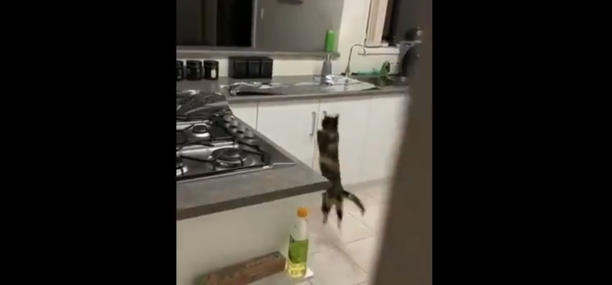 Как отучить кота лазить по столам и воровать еду? :: syl.ru
