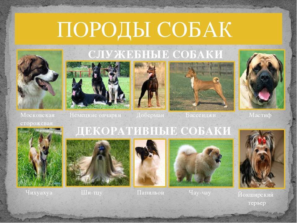 7 знаменитых пород собак, которых вывели в россии - русская семерка