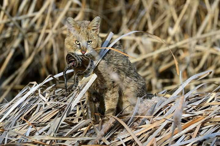 Камышовый кот: ареал обитания и повадки