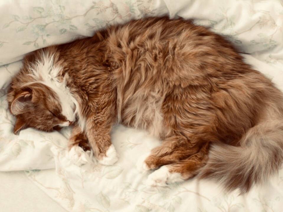 Кот не ест не пьет не ходит в туалет