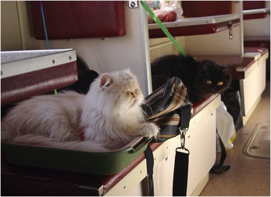 Провоз собаки в поезде ржд. Кот в поезде. Вагон для животных. Вагон для животных в поезде. Кошачий вагон.