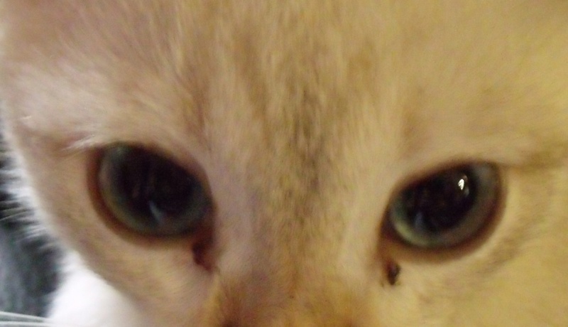 Почему у кошки темные выделения из глаз, как лечить питомца?