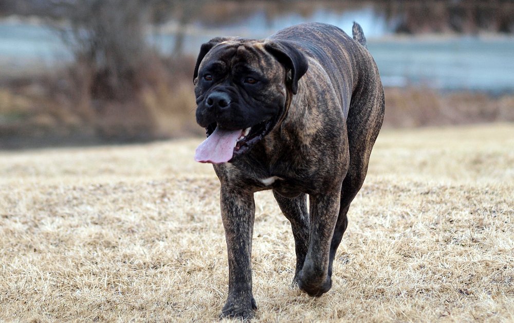 Самая сильная собака в мире. самые агрессивные породы собак