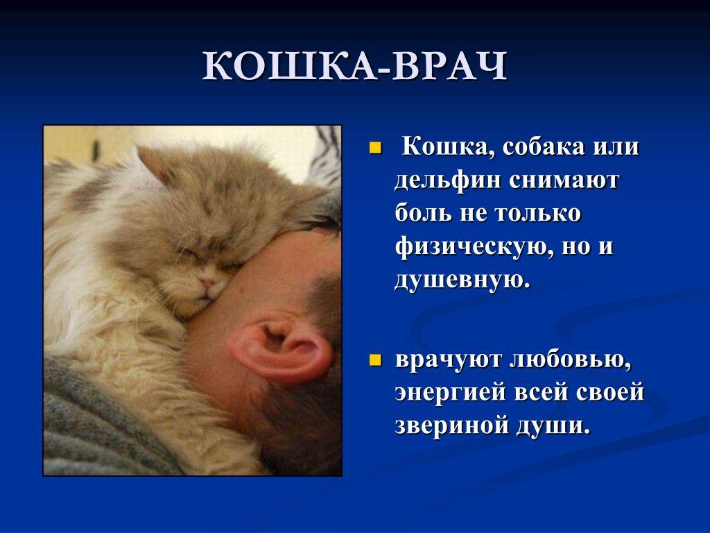 Особенности кошек и их роль в жизни человека