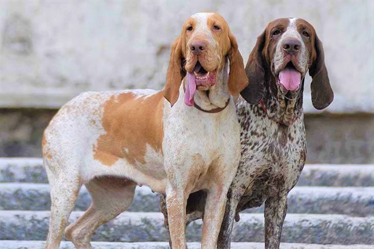 Характеристика итальянских бракков: особенности этой породы собак