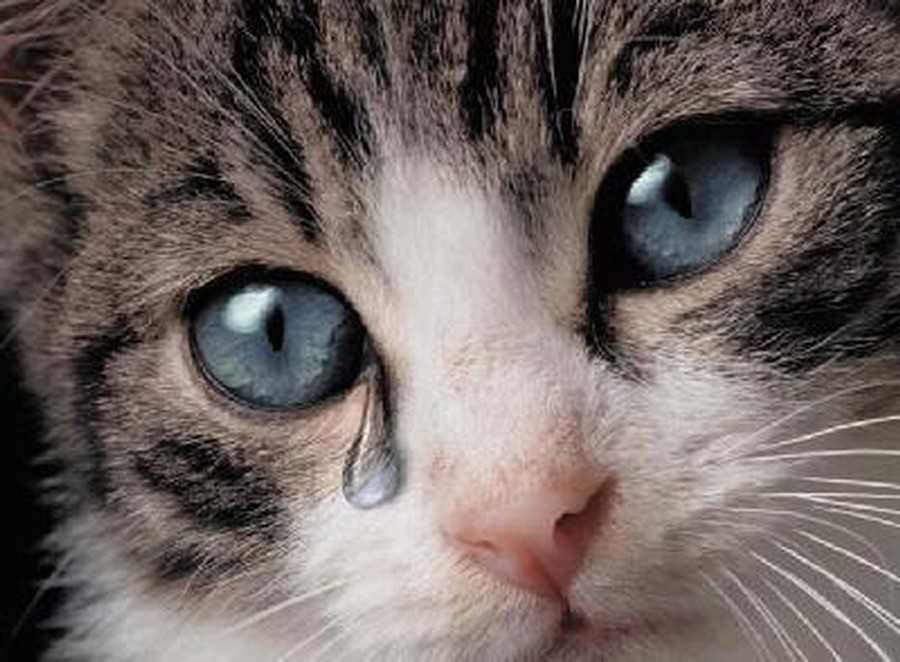 Жалкая кошка. Котенок плачет. Плачущий кот. Котик со слезами на глазах. Котенок со слезами.