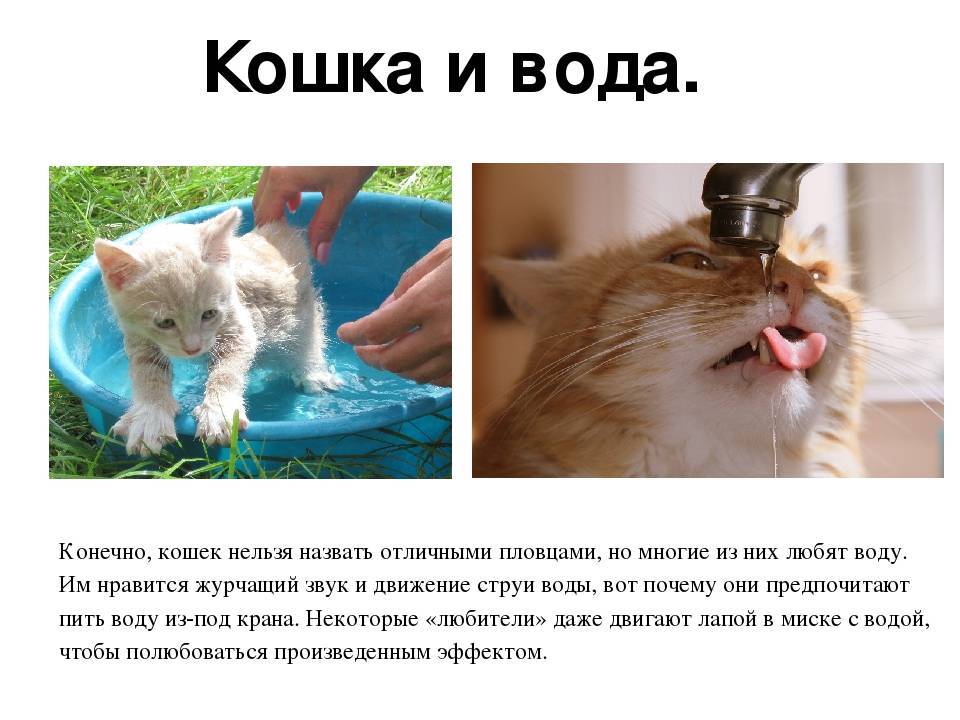 Почему кошки боятся воды? | блог ветклиники "беланта"