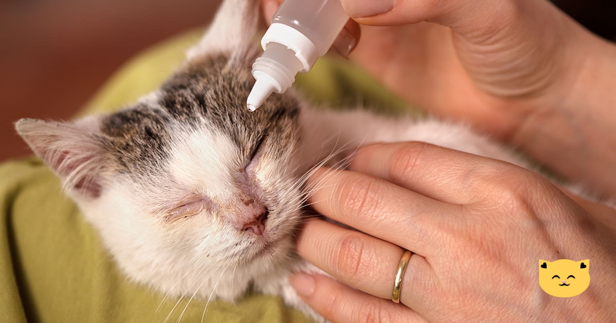 У котят гноятся глаза: что делать с глазами, как лечить, необходимые препараты и рекомендации ветеринаров