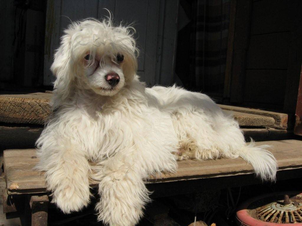 Порода собак китайская хохлатая (50 фото): русская пуховая, голая, лысая, какой щенок, описание, какая стрижка, сколько стоит, кхс