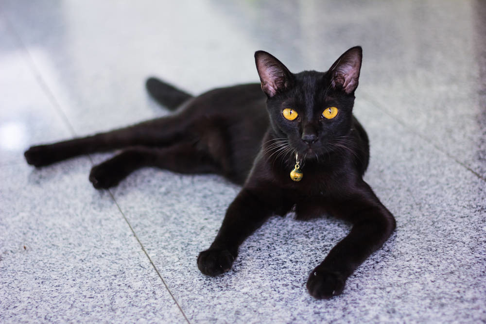 Породы черных кошек. фото и описание