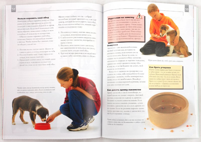 Дрессировка щенка – правила воспитания, советы и рекомендации