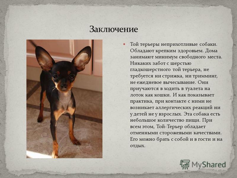 Той-терьер: фото русской, английской и американской породы, уход и содержание собаки