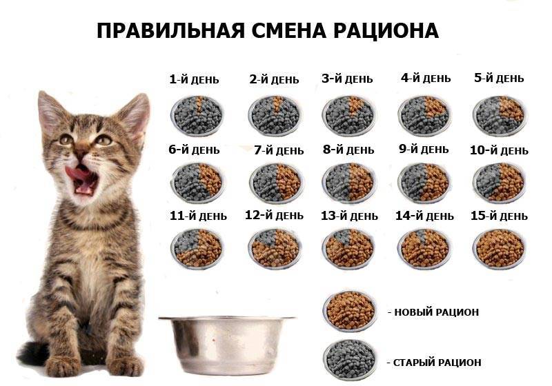 Сколько лет растут кошки и коты