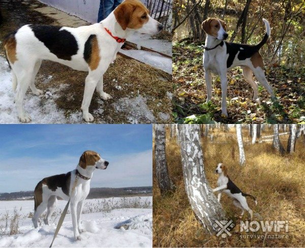 Русская пегая гончая: фото, описание породы и рекомендации по уходу за собакой