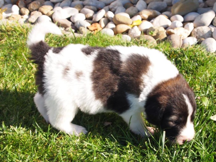 Жемчужина среди пород: тайский риджбек