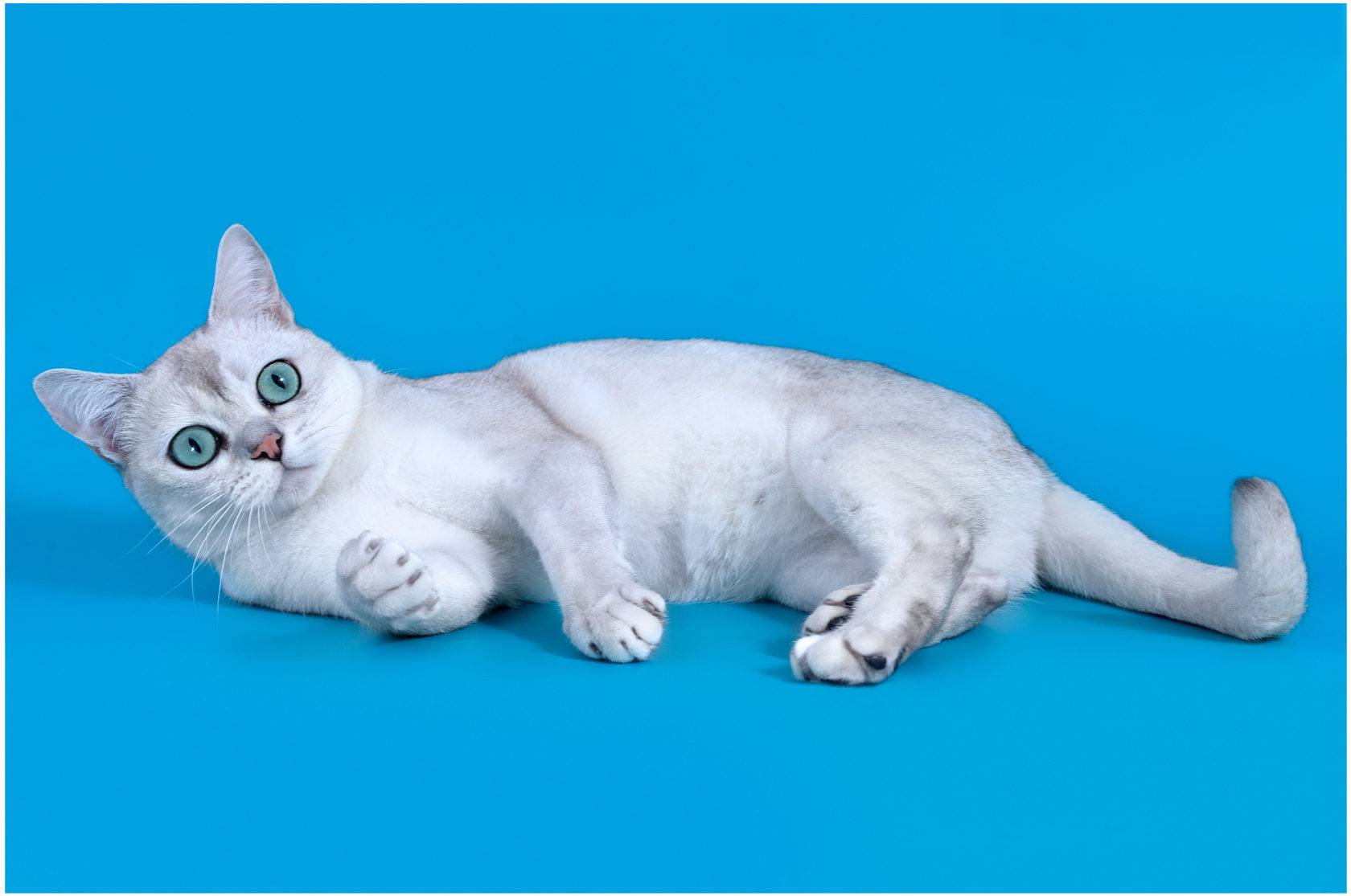 Кошка породы бурмилла с необычной внешностью и мраморной шерстью