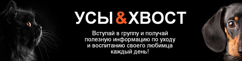 Какой вид транспорта выбрать для путешествия с домашним животным?