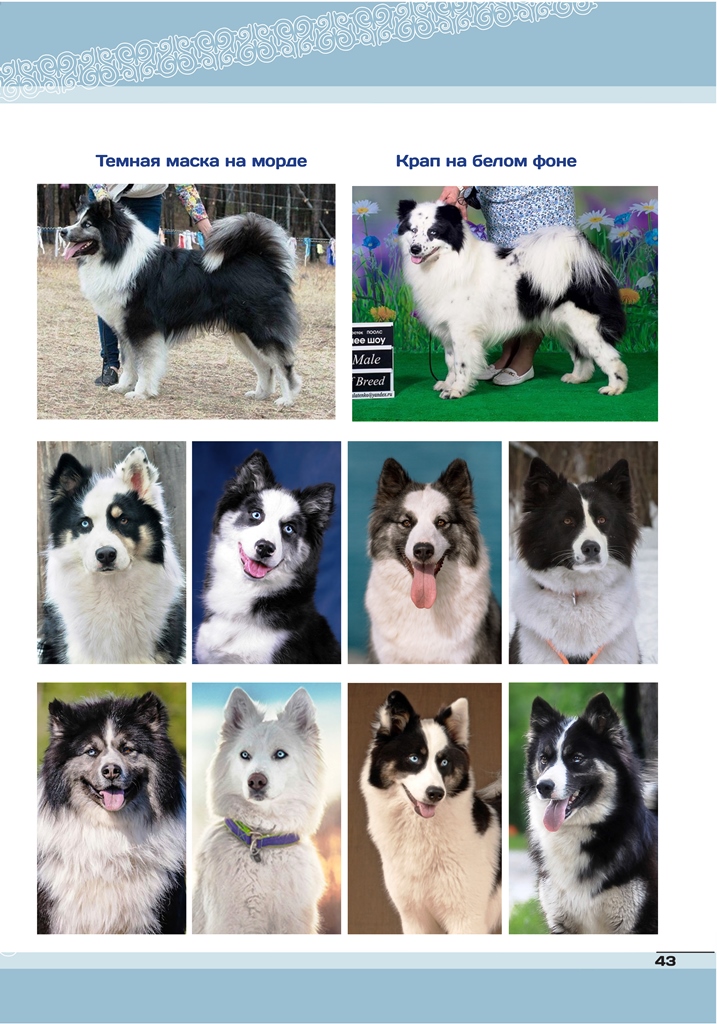 Порода собак якутская лайка и ее характеристики с фото