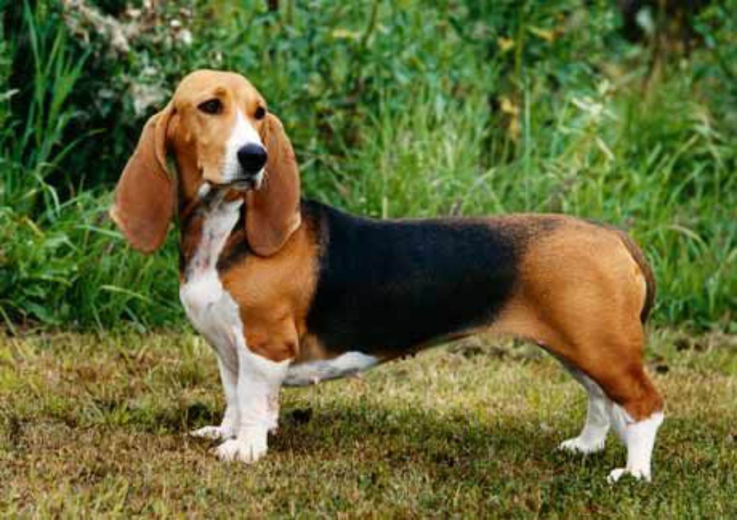 Собака бассет хаунд: описание породы, характеристики и характер.