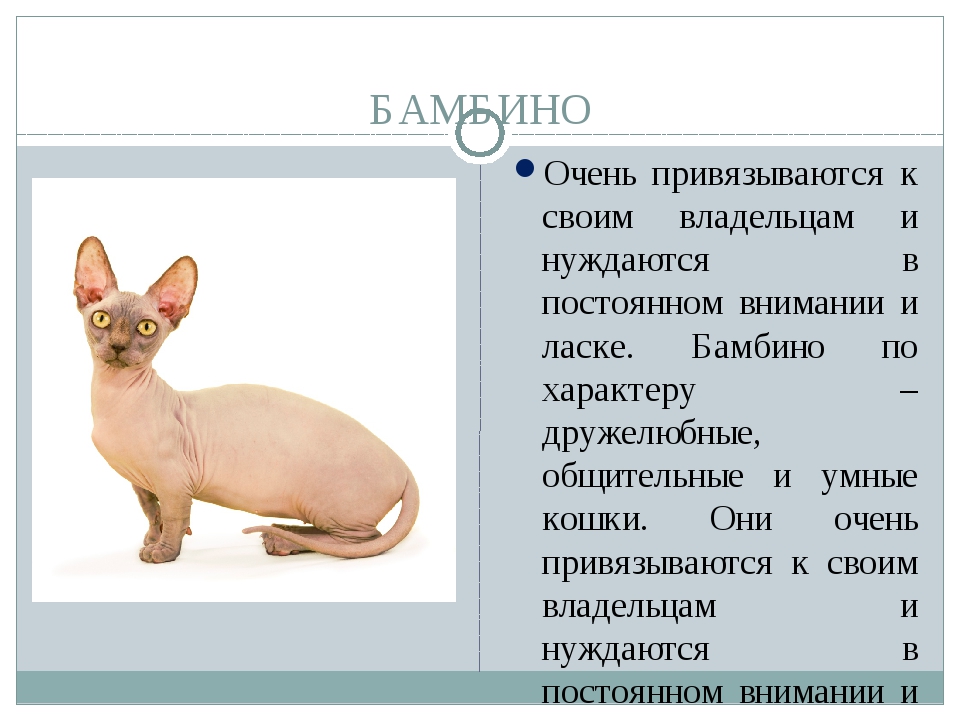 Бамбино: описание породы, фото кошки, отзывы владельцев, сколько лет живут?